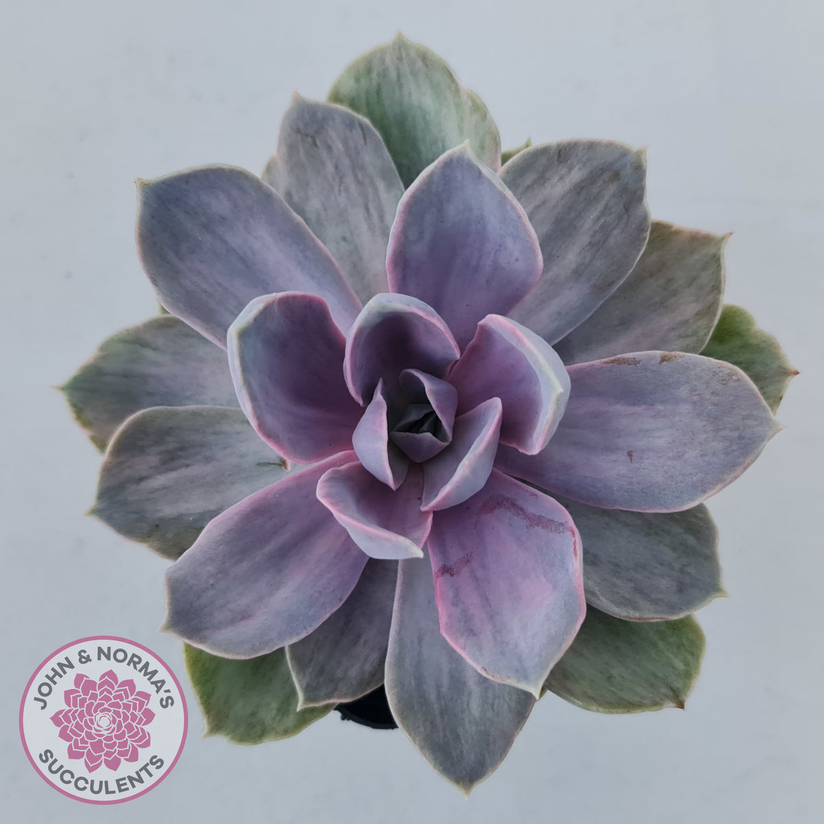 Echeveria Perle Von Nurnberg Variegata
