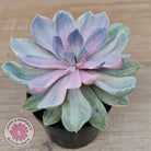 Echeveria Perle Von Nurnberg Variegata