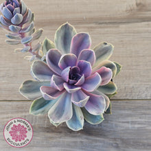 Load image into Gallery viewer, Echeveria Perle Von Nurnberg Variegata - (90mm Same Plant)

