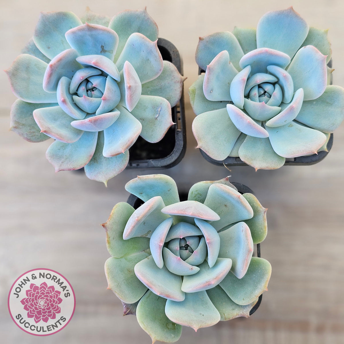 Echeveria 'Pikachu'