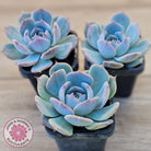 Echeveria 'Pikachu'