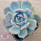 Echeveria 'Pikachu'