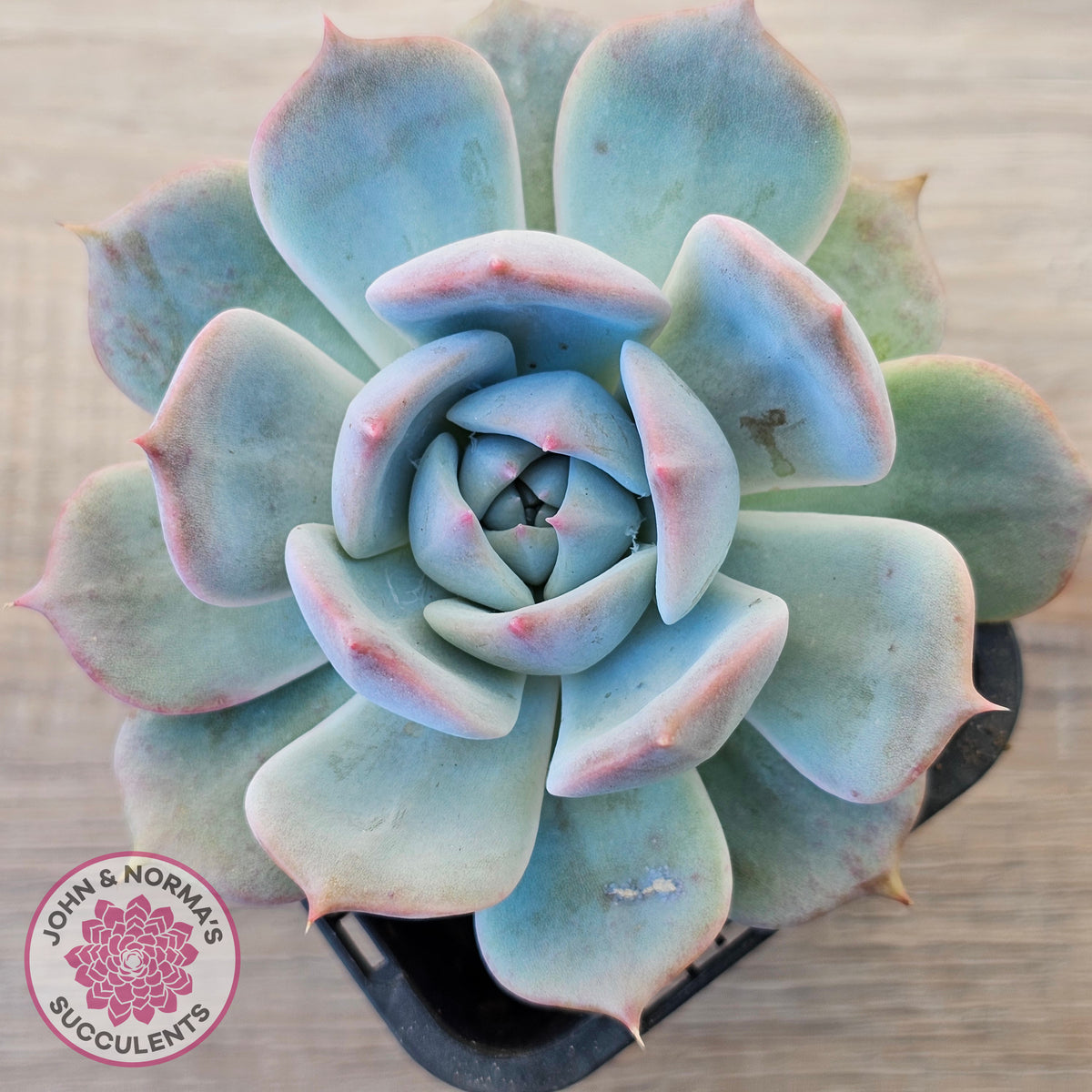 Echeveria 'Pikachu'