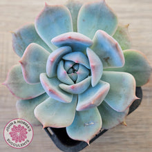Load image into Gallery viewer, Echeveria 'Pikachu'
