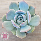 Echeveria 'Pikachu'