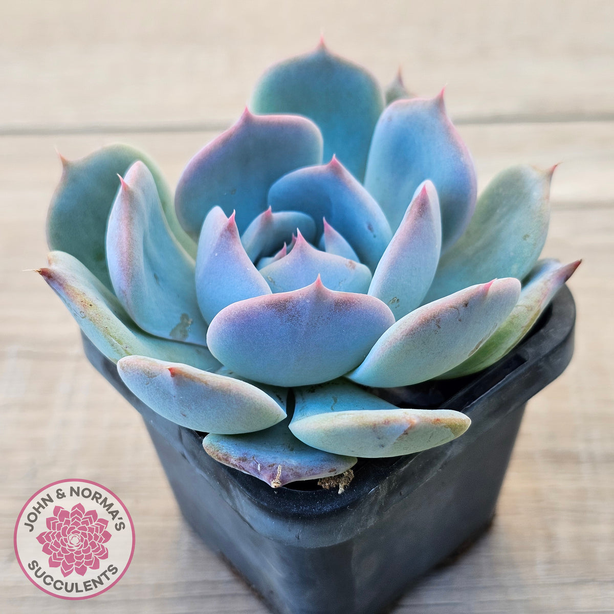 Echeveria 'Pikachu'