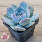 Echeveria 'Pikachu'
