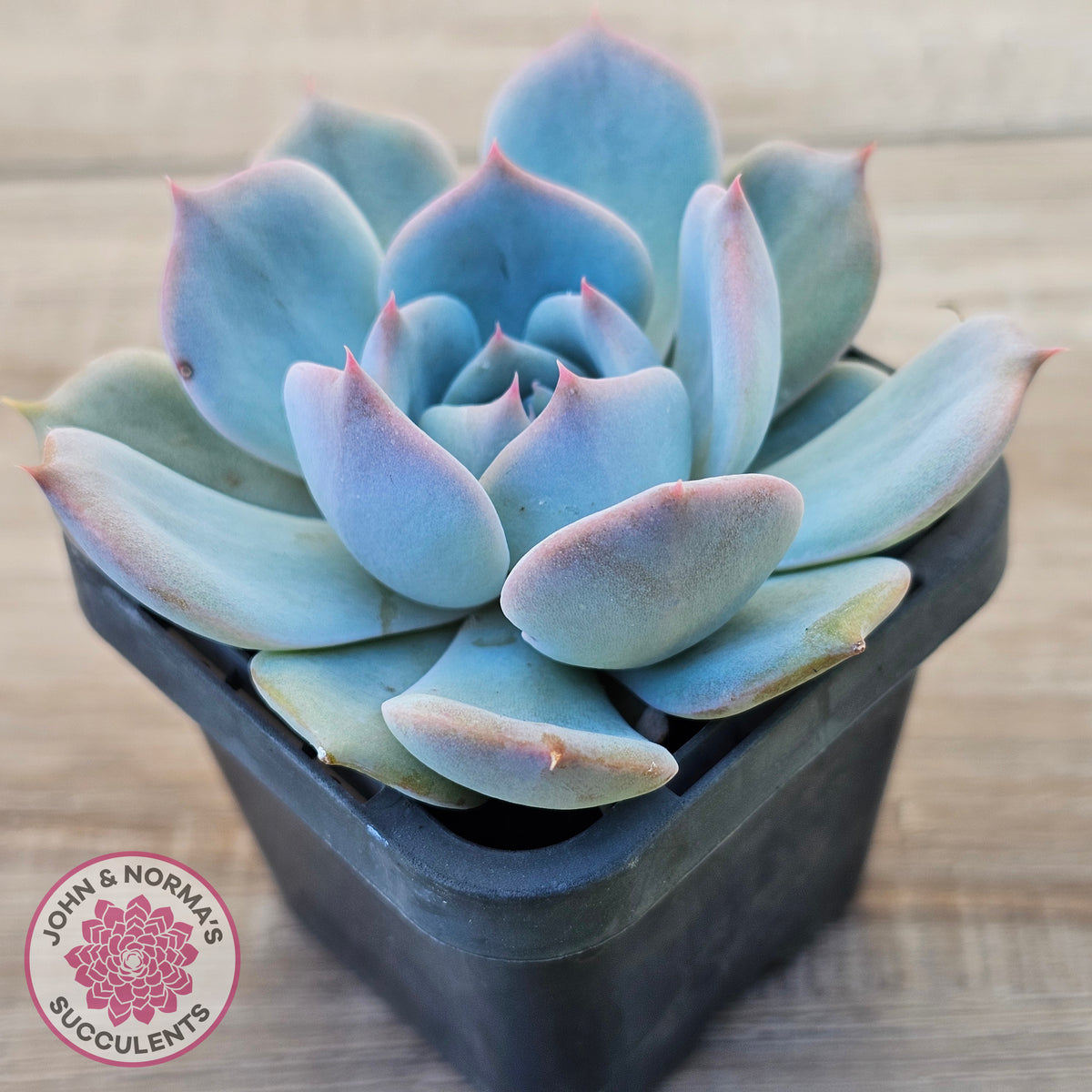 Echeveria 'Pikachu'