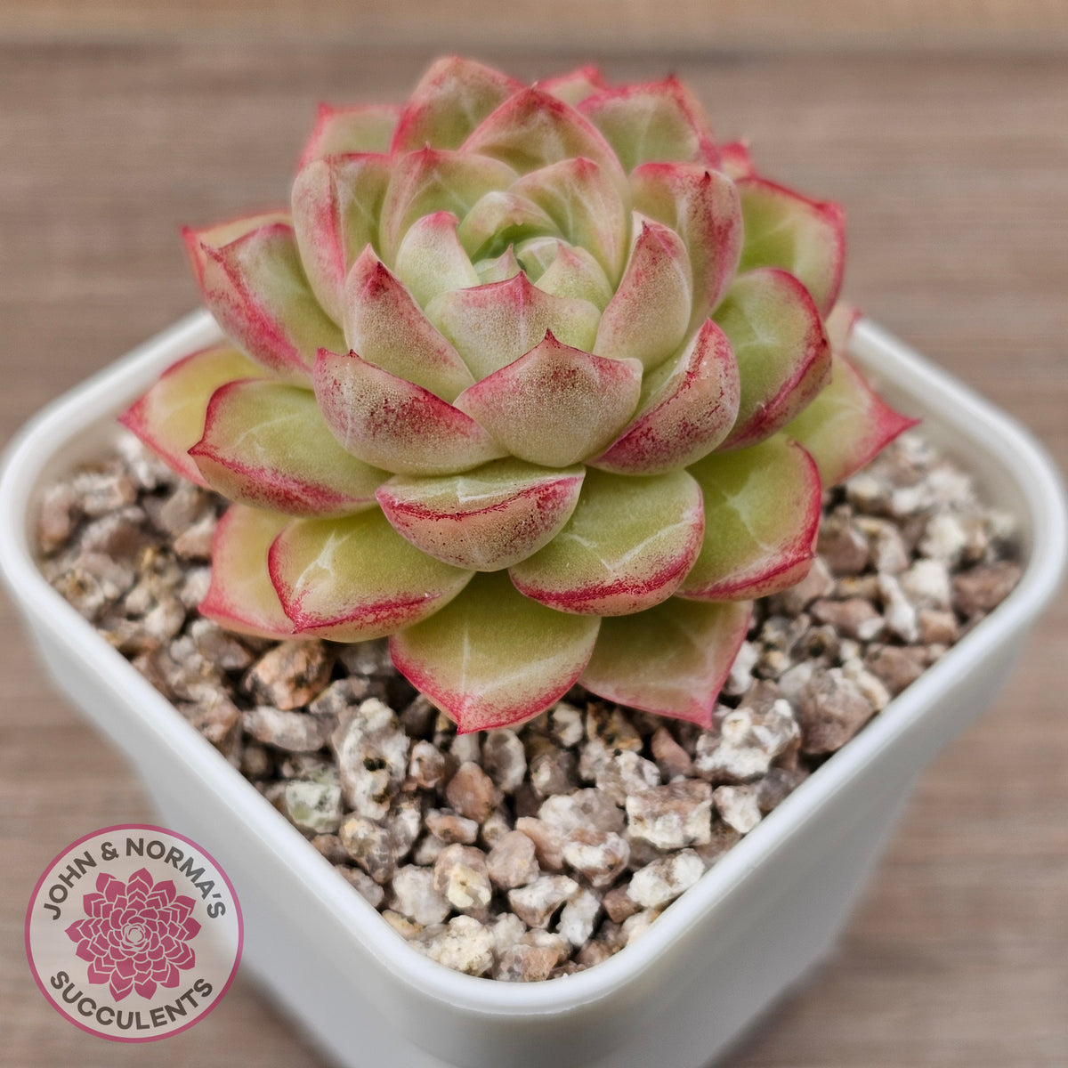 Echeveria 'Pink Bella'