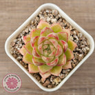 Echeveria 'Pink Bella'