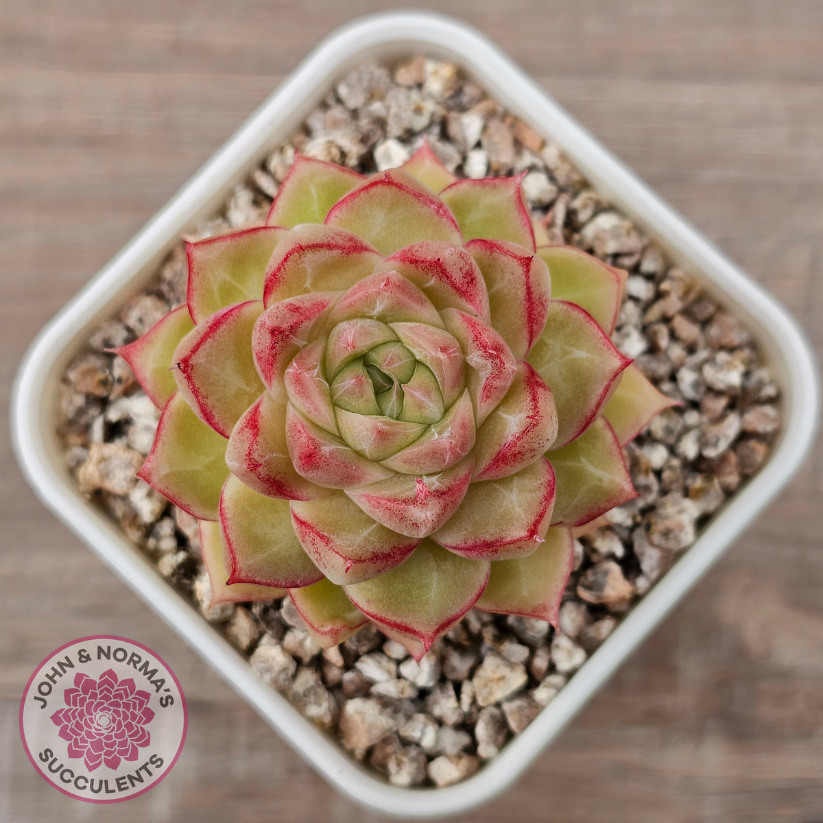 Echeveria 'Pink Bella'