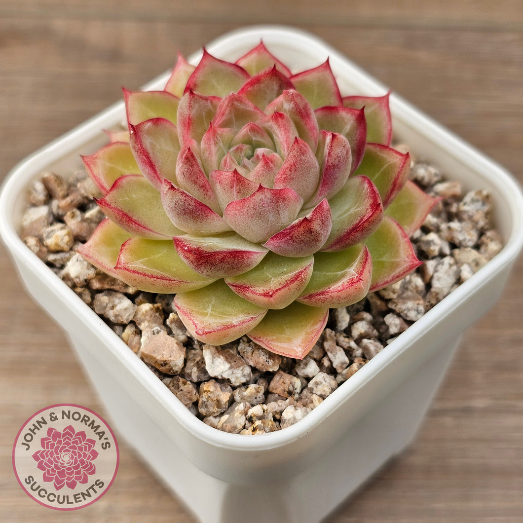 Echeveria 'Pink Bella'