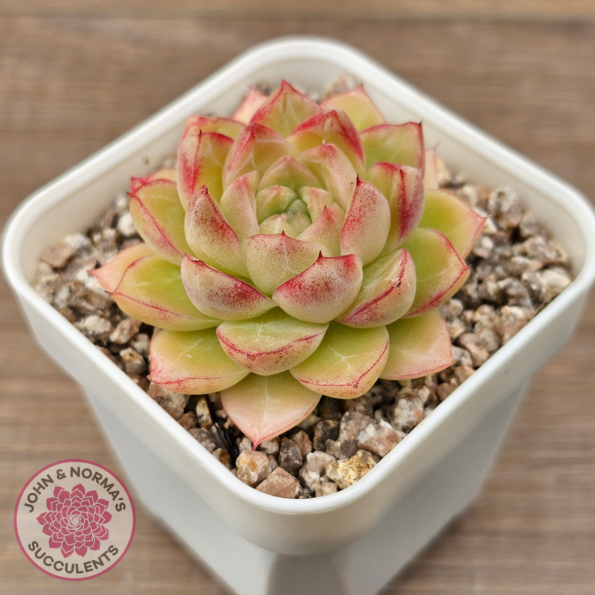 Echeveria 'Pink Bella'