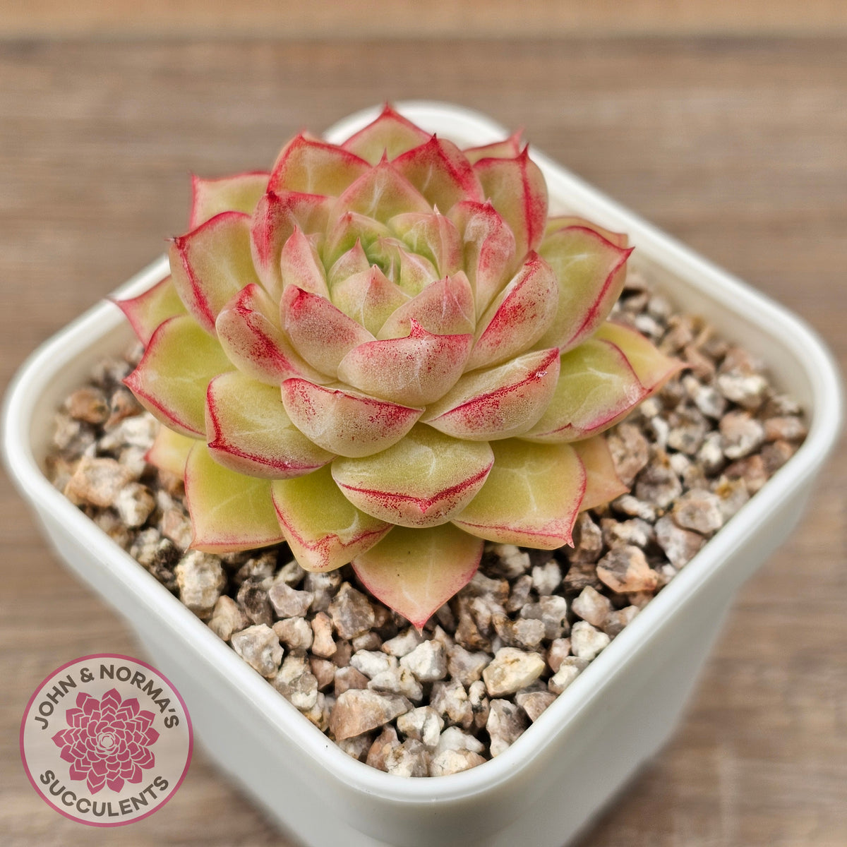 Echeveria 'Pink Bella'