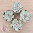 Echeveria 'Pink Diamond'