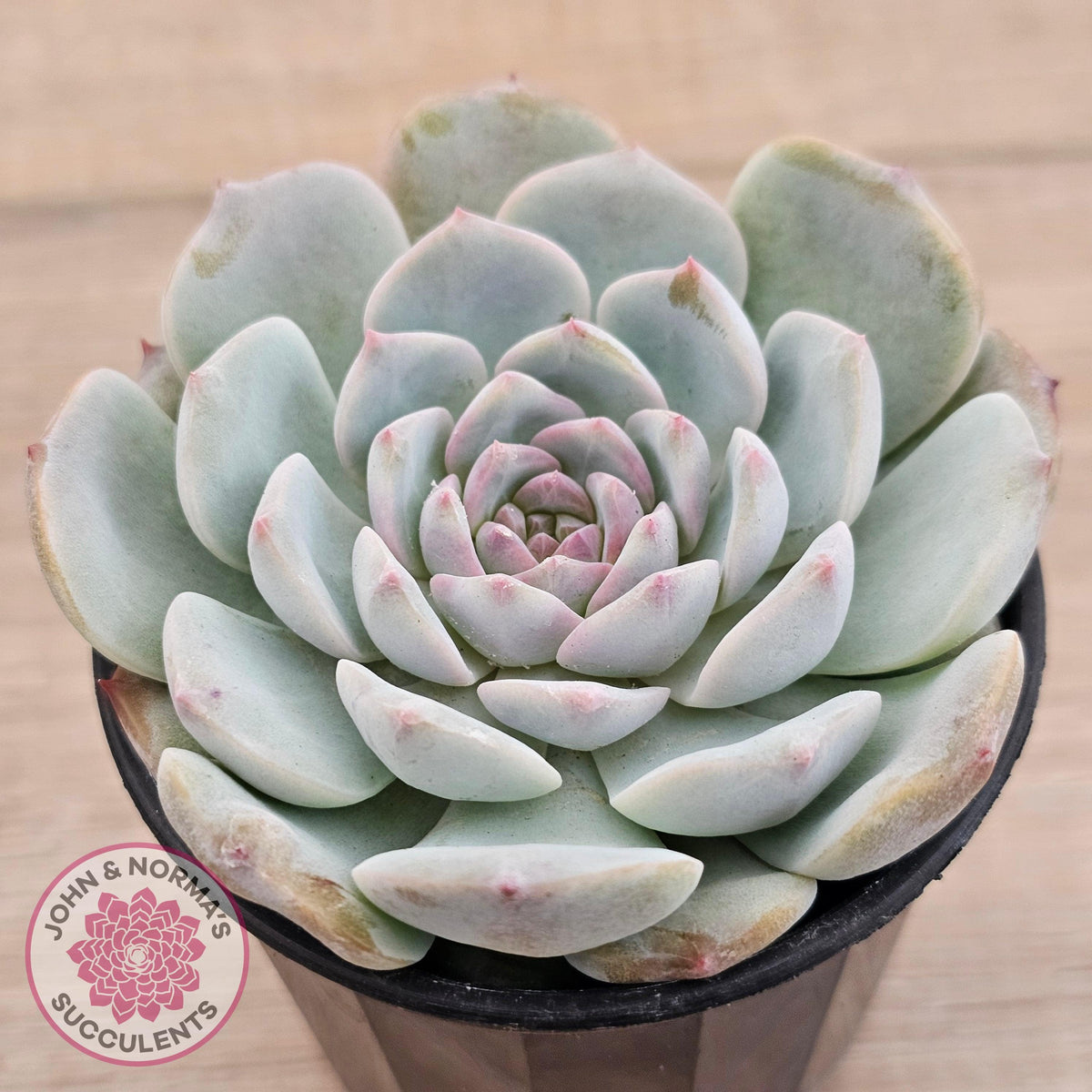 Echeveria 'Pink Diamond'