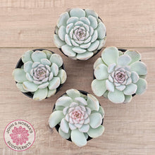 Load image into Gallery viewer, Echeveria &#39;Pink Diamond&#39; - John &amp; Norma&#39;s Succulents Australia
