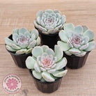 Echeveria 'Pink Diamond'