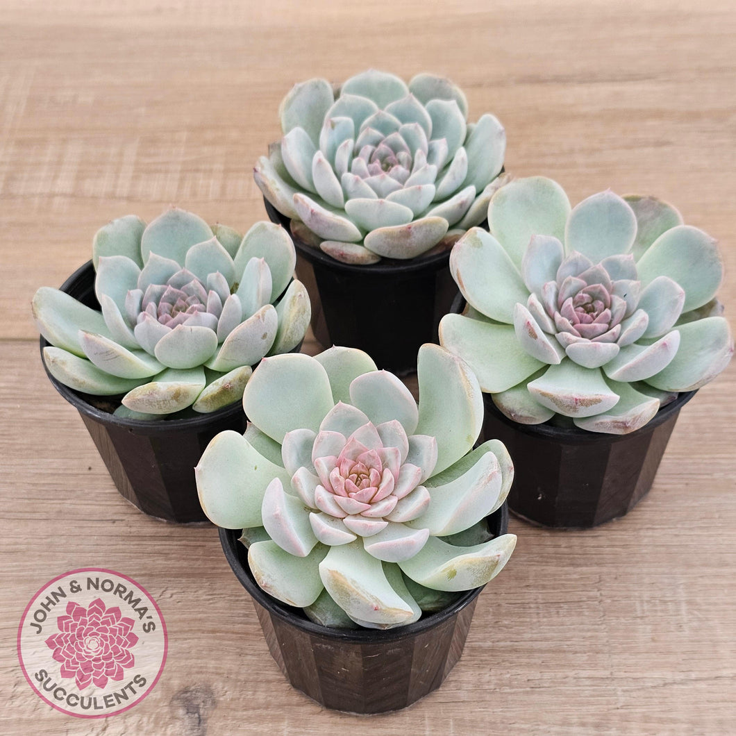 Echeveria 'Pink Diamond' - John & Norma's Succulents Australia