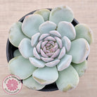 Echeveria 'Pink Diamond'