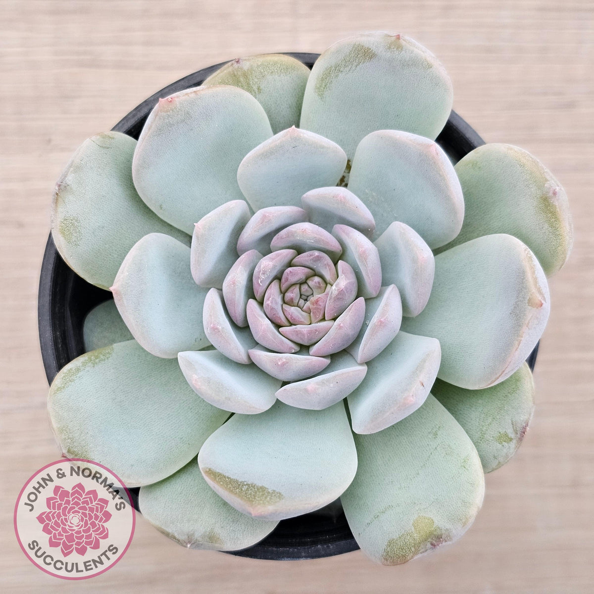 Echeveria 'Pink Diamond'
