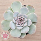 Echeveria 'Pink Diamond'