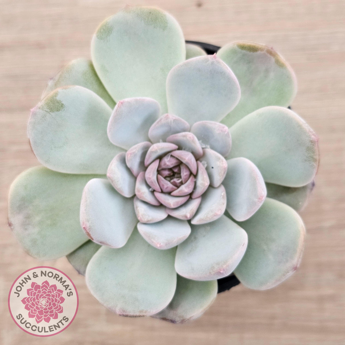 Echeveria 'Pink Diamond'