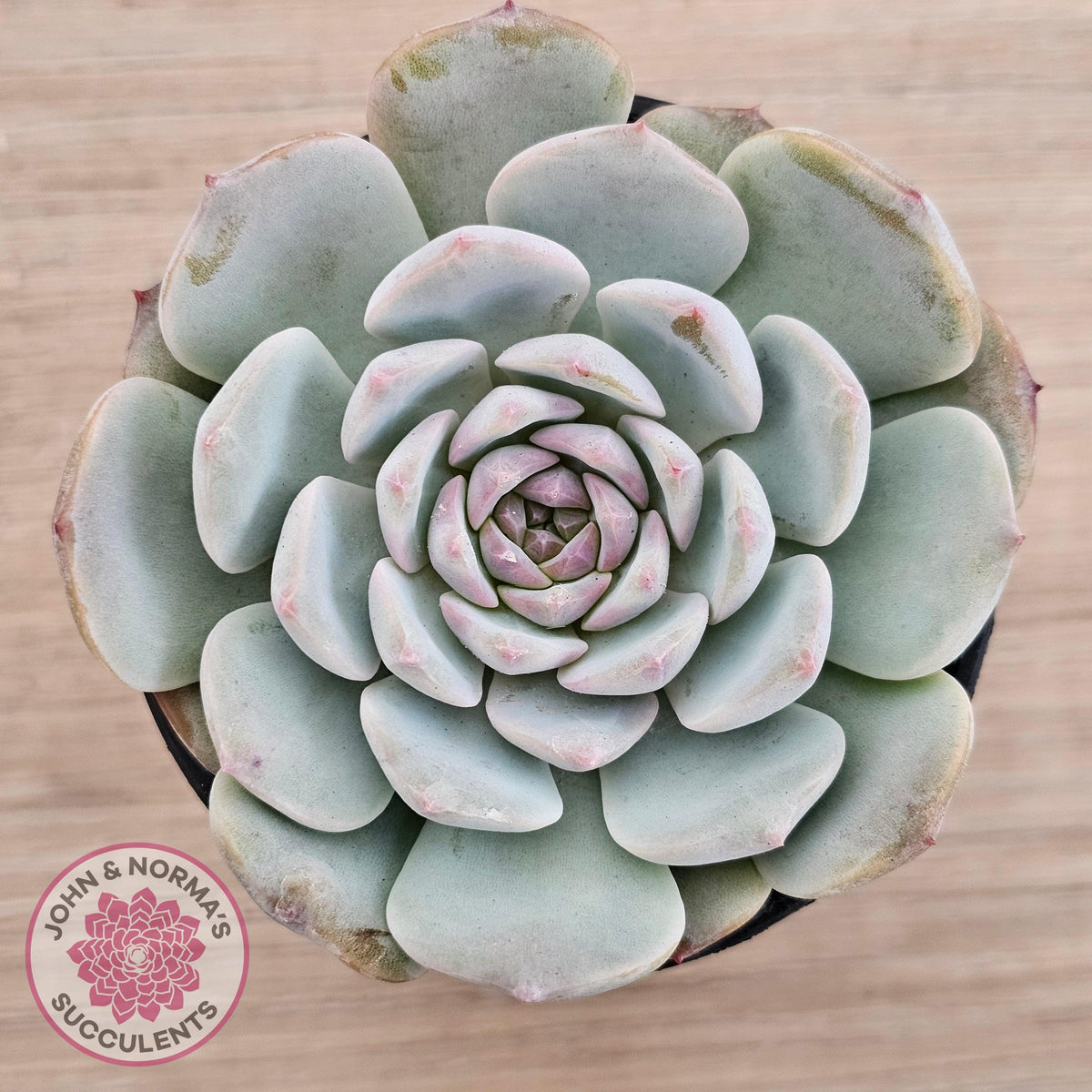 Echeveria 'Pink Diamond'