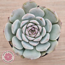 Load image into Gallery viewer, Echeveria &#39;Pink Diamond&#39; - John &amp; Norma&#39;s Succulents Australia
