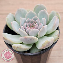 Load image into Gallery viewer, Echeveria &#39;Pink Diamond&#39; - John &amp; Norma&#39;s Succulents Australia
