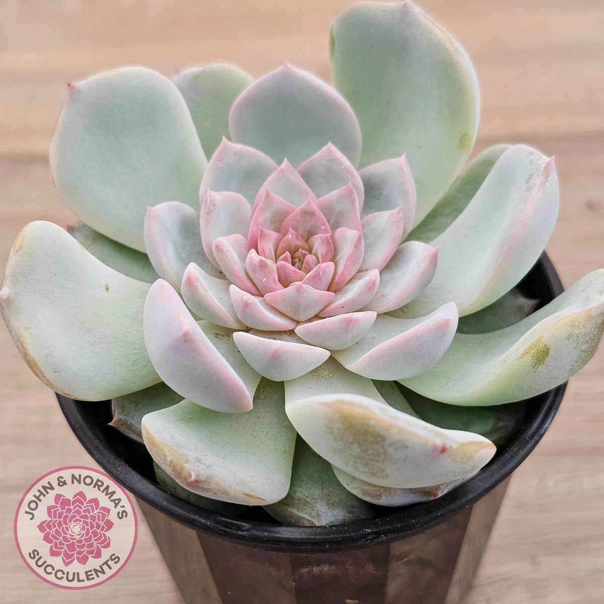 Echeveria 'Pink Diamond'