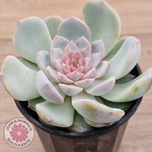 Load image into Gallery viewer, Echeveria &#39;Pink Diamond&#39; - John &amp; Norma&#39;s Succulents Australia
