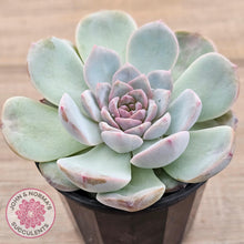 Load image into Gallery viewer, Echeveria &#39;Pink Diamond&#39; - John &amp; Norma&#39;s Succulents Australia
