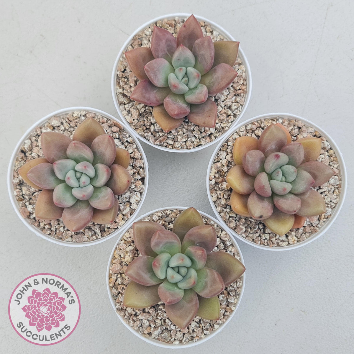 Echeveria 'Pink Donna'