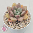 Echeveria 'Pink Donna'