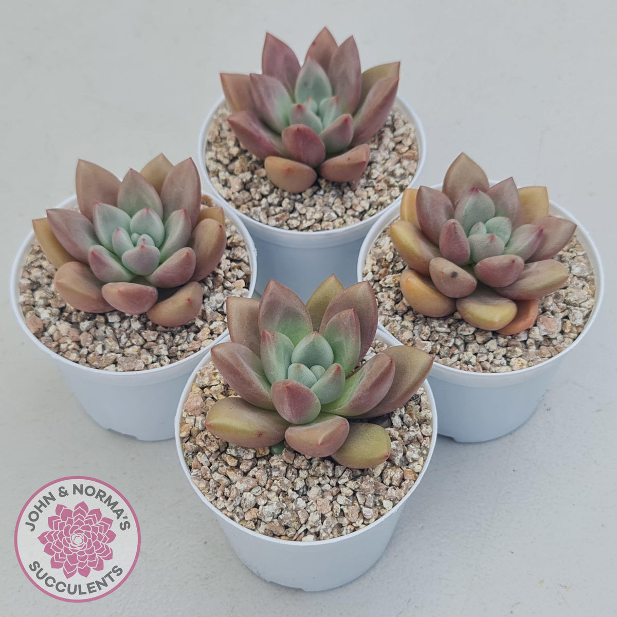 Echeveria 'Pink Donna'