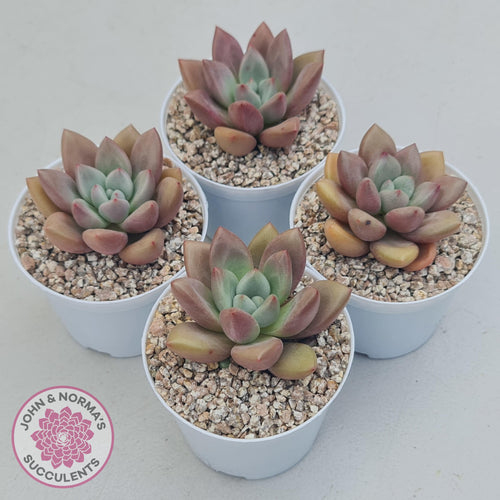 Echeveria 'Pink Donna' - John & Norma's Succulents Australia