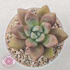 Echeveria 'Pink Donna'