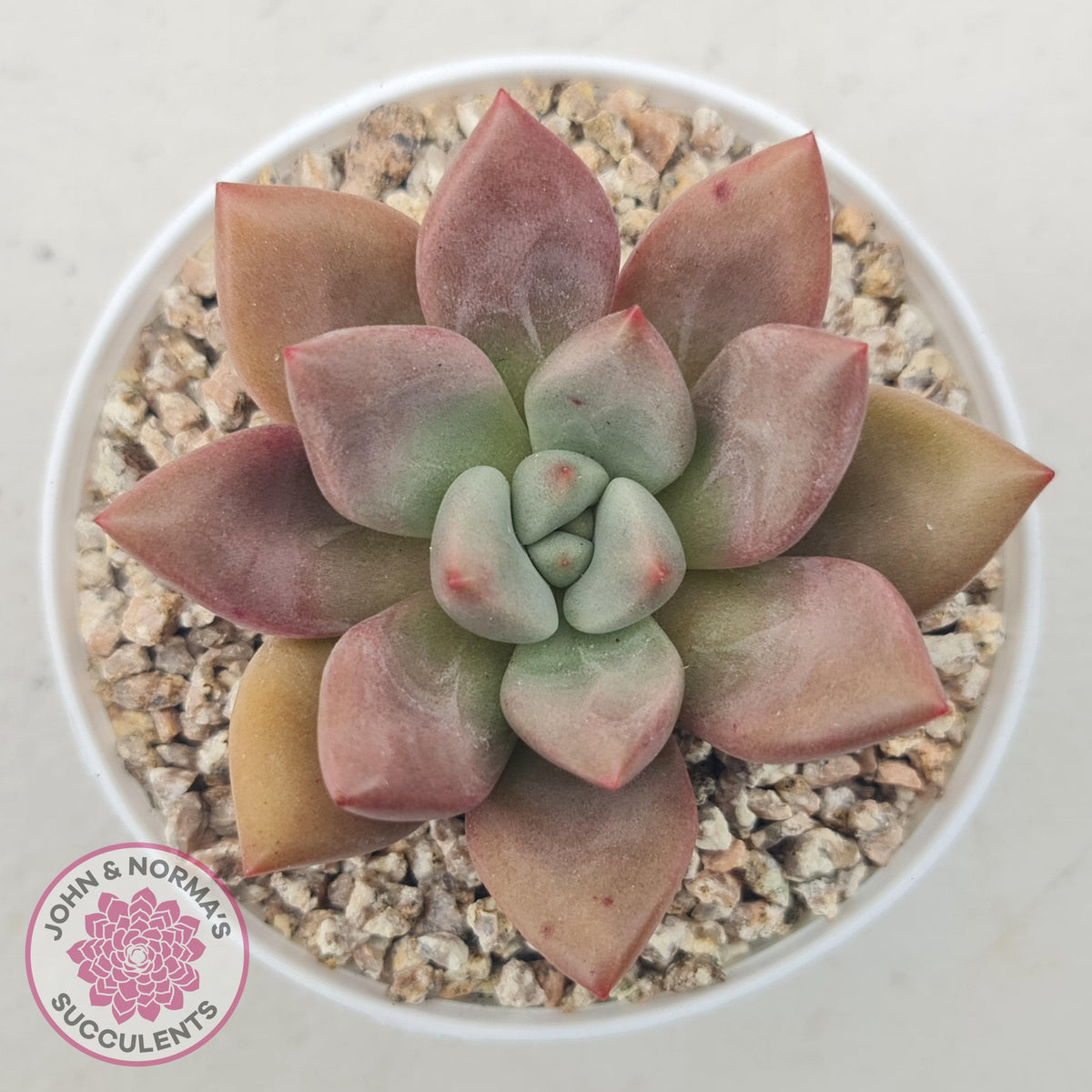 Echeveria 'Pink Donna'