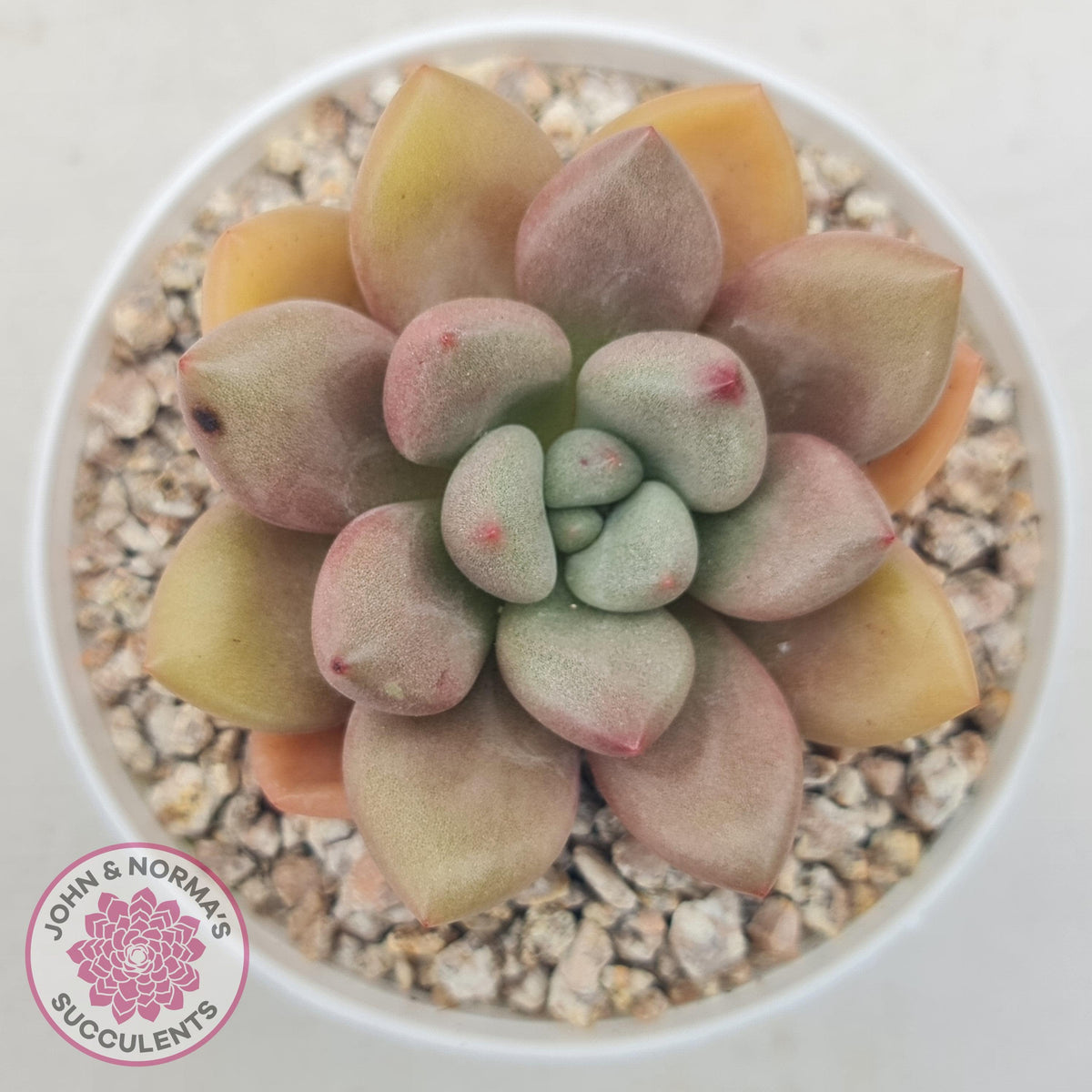 Echeveria 'Pink Donna'