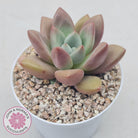 Echeveria 'Pink Donna'
