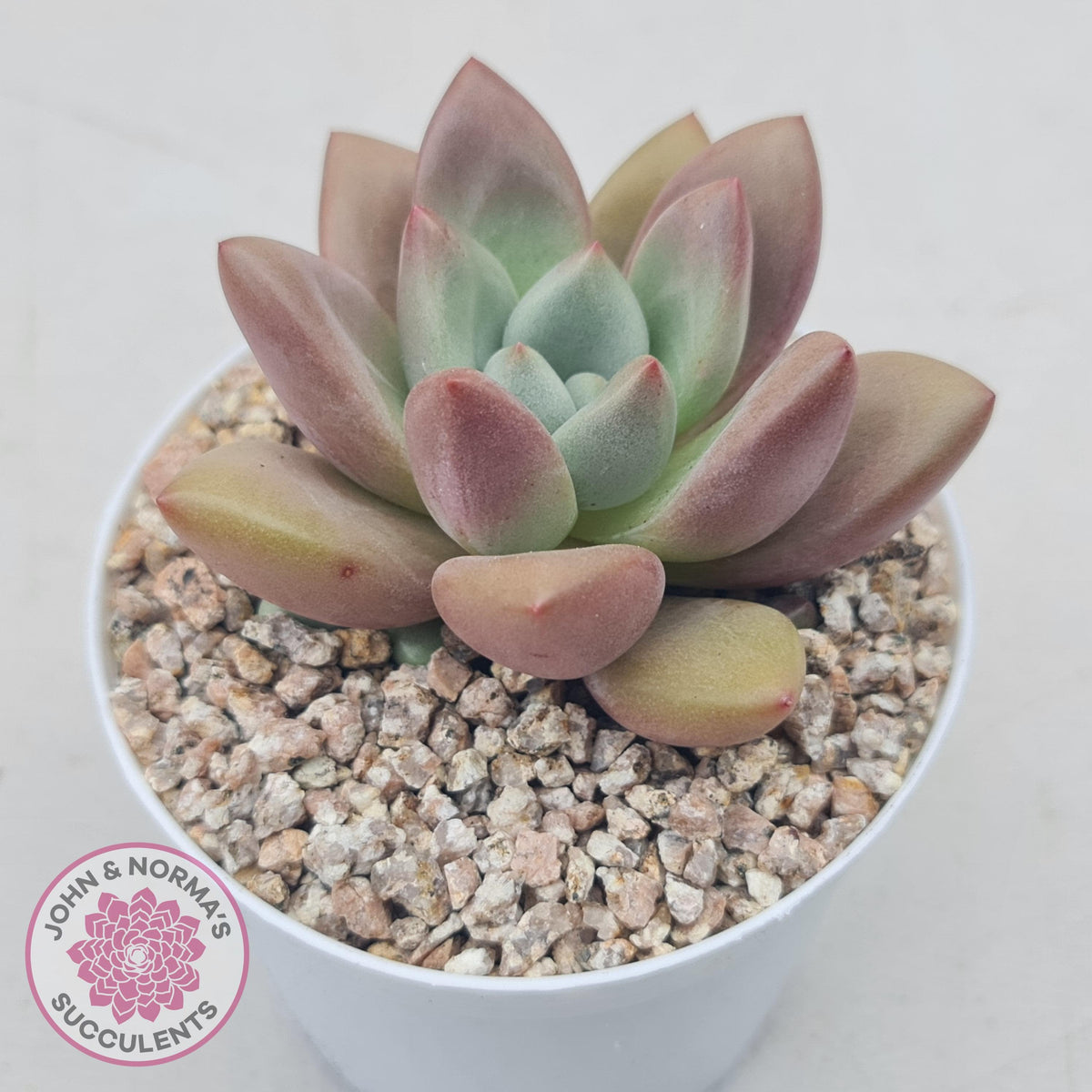 Echeveria 'Pink Donna'