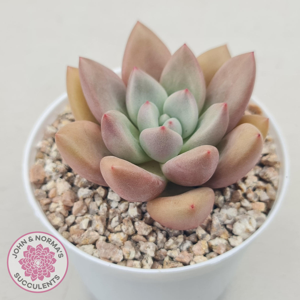 Echeveria 'Pink Donna'