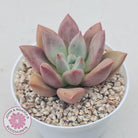 Echeveria 'Pink Donna'