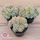 Echeveria 'Pink Edge' Crest