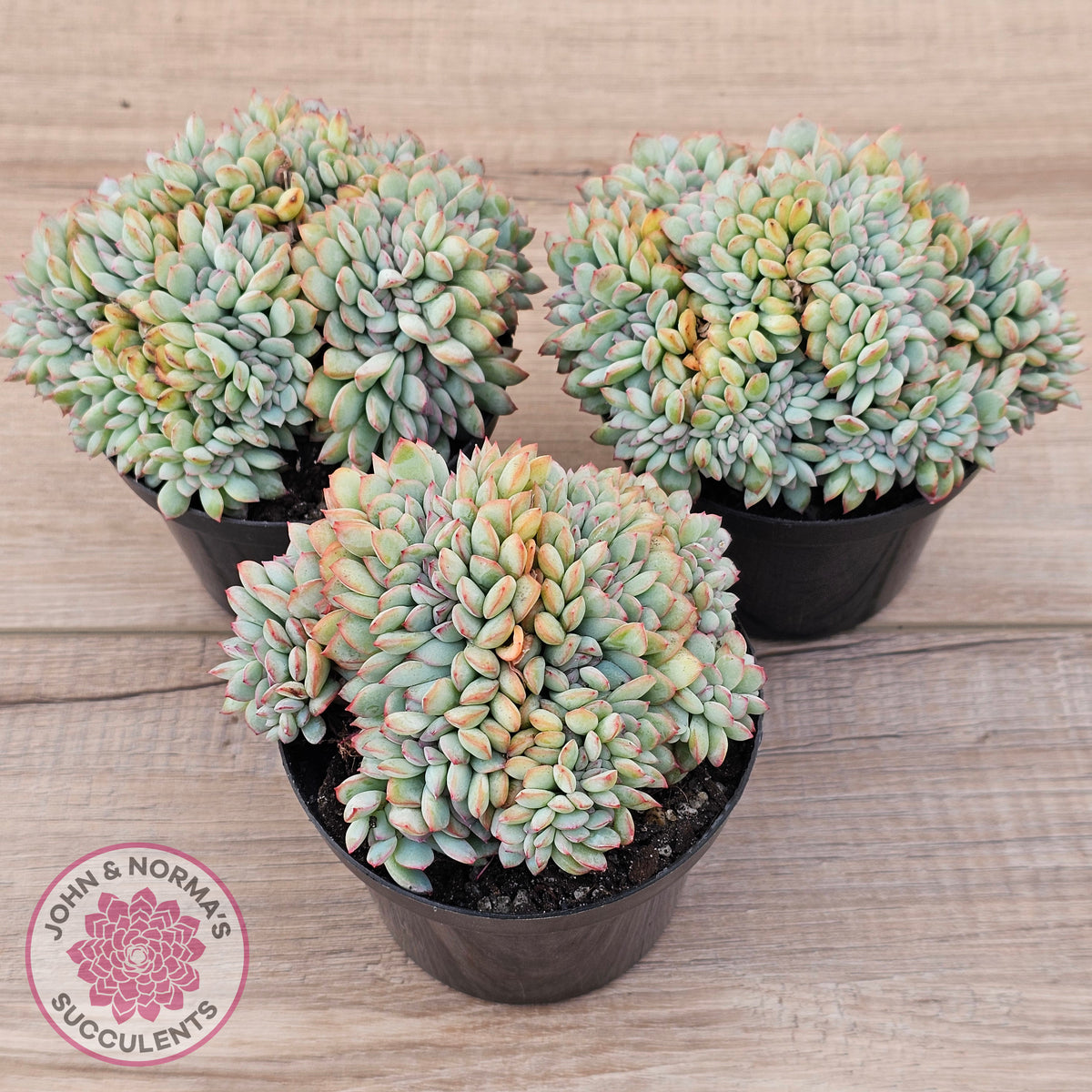 Echeveria 'Pink Edge' Crest