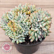Load image into Gallery viewer, Echeveria &#39;Pink Edge&#39; Crest

