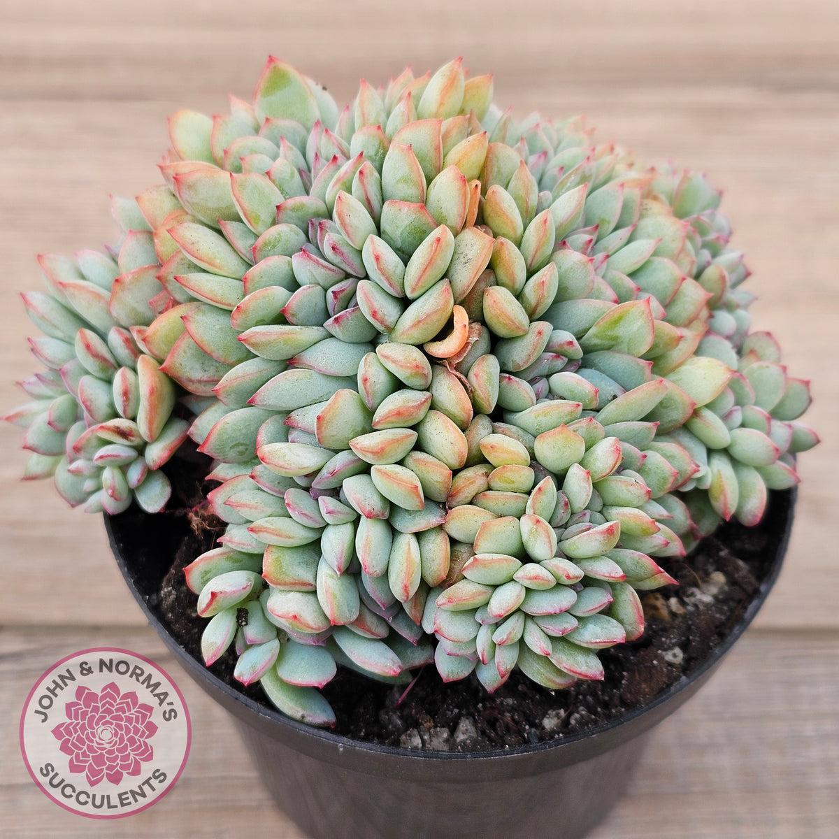 Echeveria 'Pink Edge' Crest