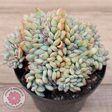 Load image into Gallery viewer, Echeveria &#39;Pink Edge&#39; Crest
