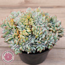 Load image into Gallery viewer, Echeveria &#39;Pink Edge&#39; Crest
